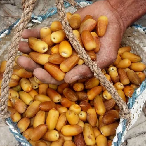 Al Mehtari dates Al Mehtari dates