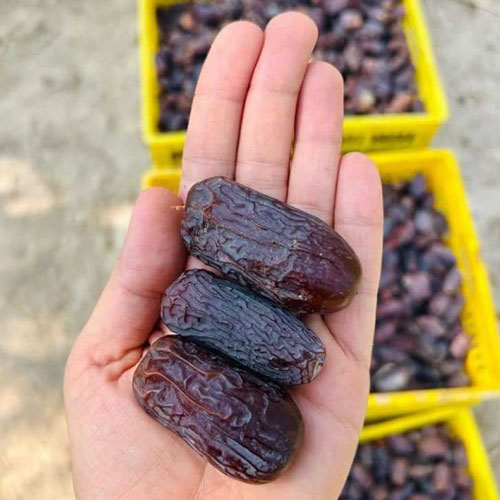 Medjool dates Medjool dates