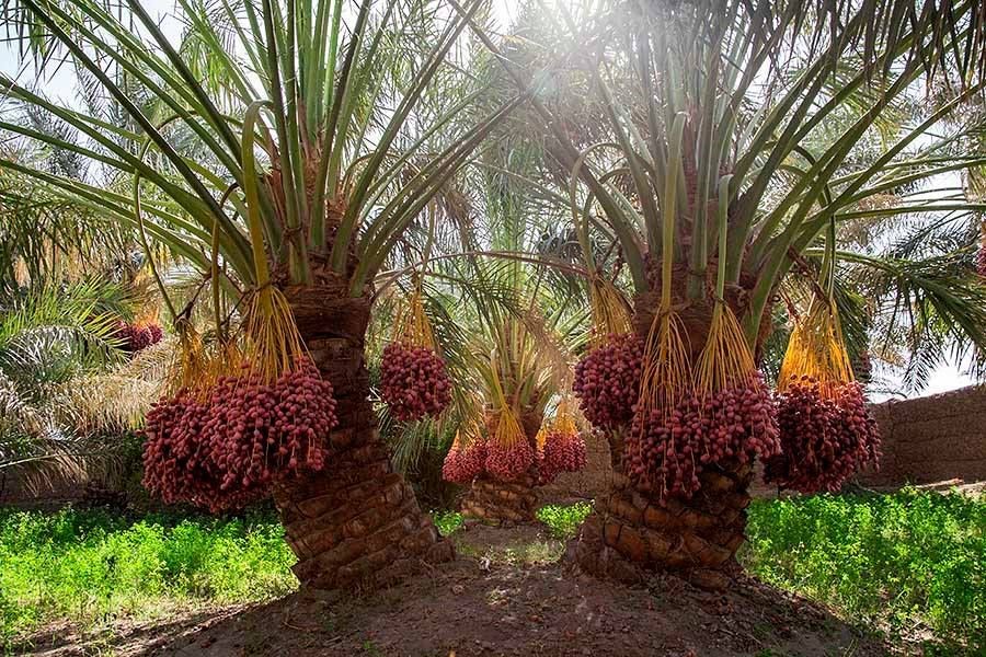 What Are the Most Expensive Iranian Export Dates?